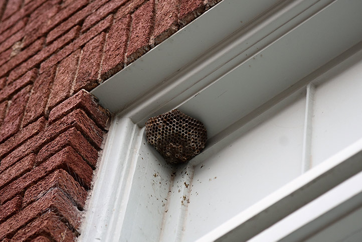 We provide a wasp nest removal service for domestic and commercial properties in Codsall.